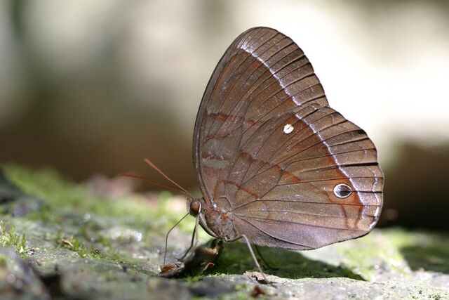 Thaumantis diores diores