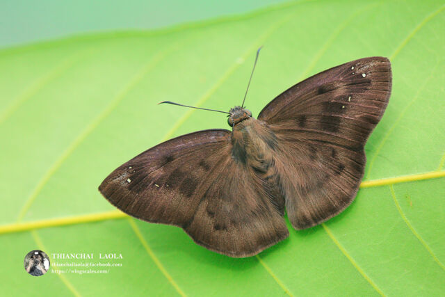 Tagiades japetus ravi