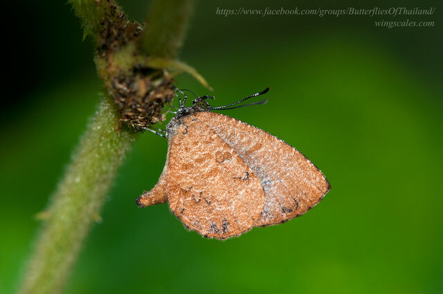 Logania distanti massalia