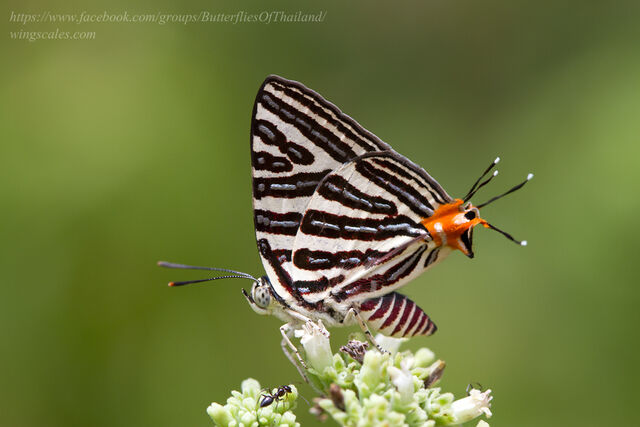 Spindasis lohita himalayanus