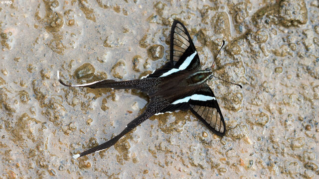 Lamproptera meges virescens