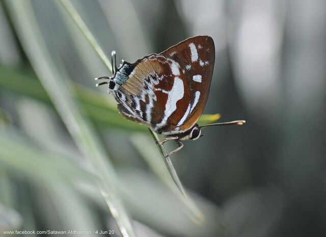 Iraota rochana boswelliana