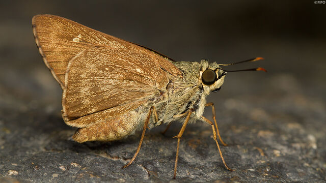 Pithauria stramineipennis stramineipennis