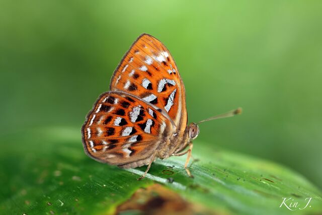 Taxila haquinus berthae