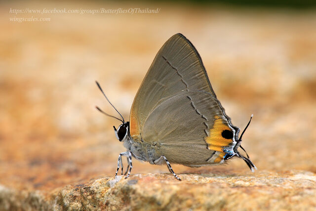 Pratapa icetoides calculis