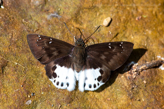 Tagiades menaka menaka