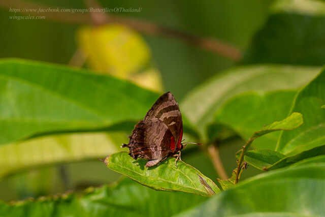 Flos apidanus ahamus