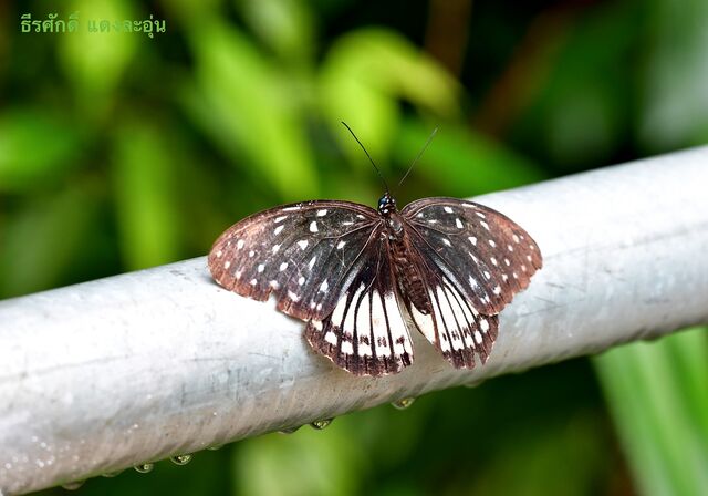 Penthema darlisa merguia