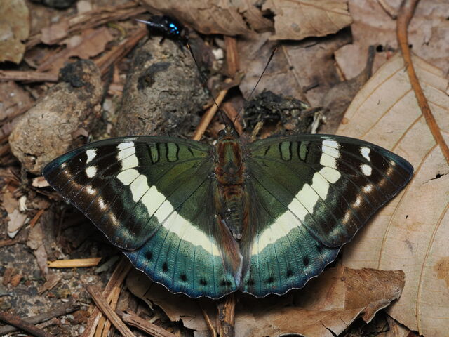 Euthalia franciae raja