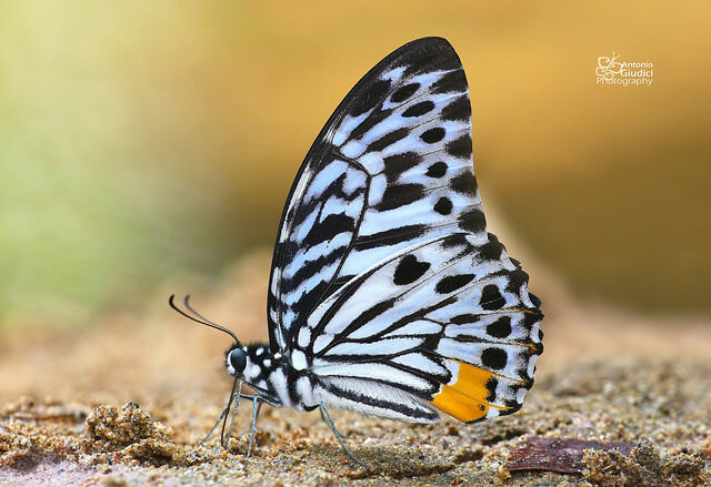 Graphium delessertii delessertii