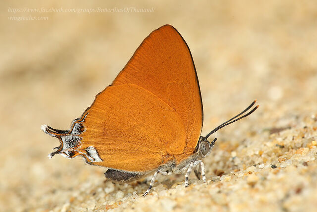 Thamala marciana marciana