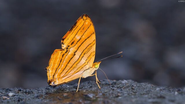 Chersonesia risa risa