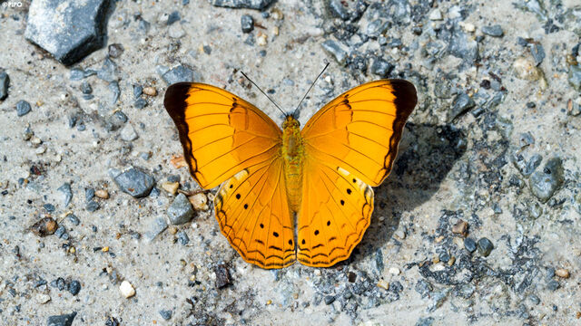 Cirrochroa aoris olivacea