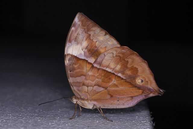 Zeuxidia amethystus amethystus