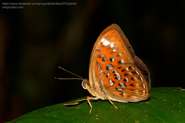 Taxila haquinus fasciata