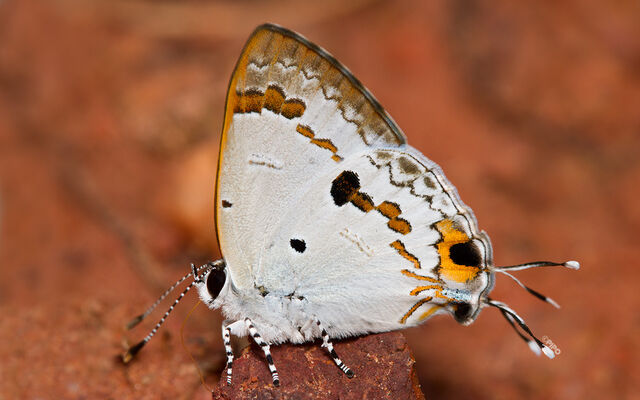 Hypolycaena othona othona