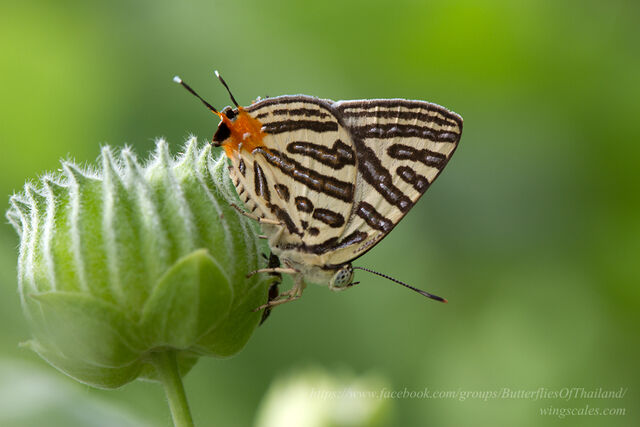 Spindasis syama peguanus