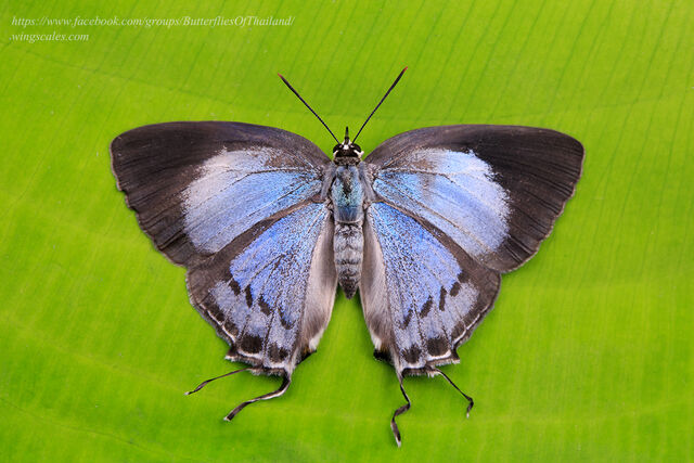 Tajuria cippus cippus