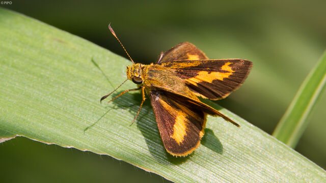 Oriens gola pseudolus