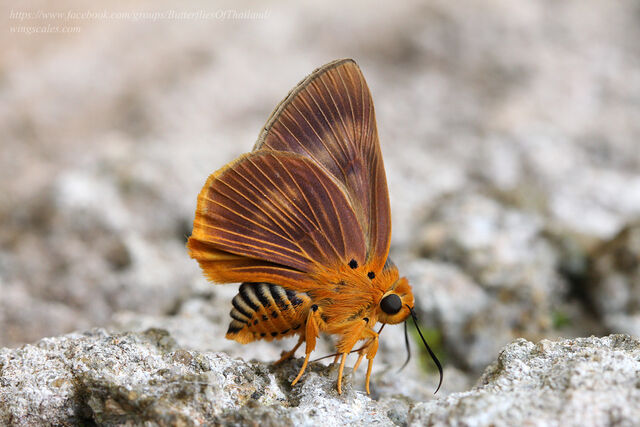 Burara harisa harisa