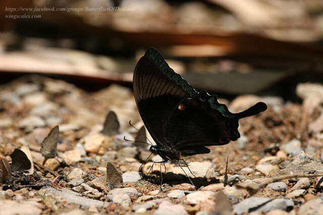 Papilio palinurus palinurus