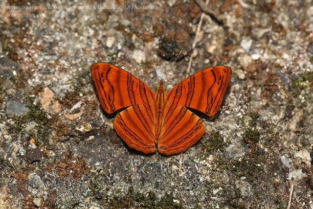 Chersonesia rahria rahria