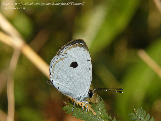 Pithecops corvus corvus