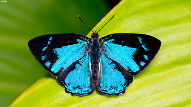 Poritia hewitsoni tavoyana