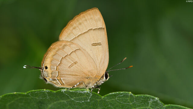 Rapala pheretima petosiris