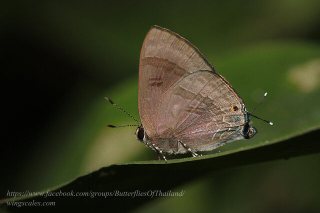Rapala varuna orseis