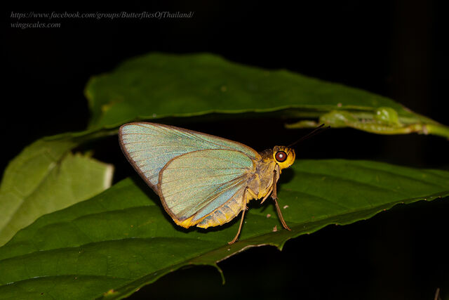 Pirdana distanti distanti