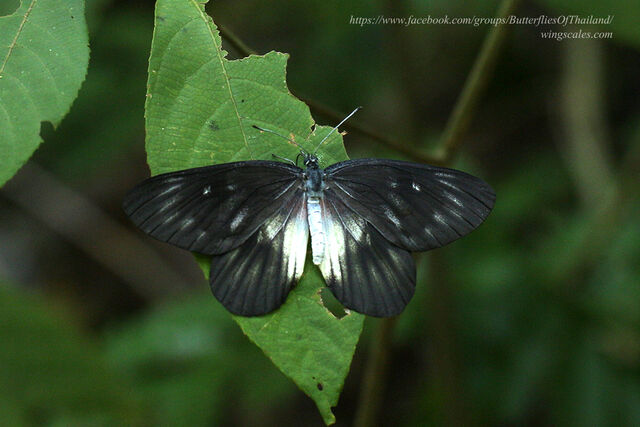 Delias pasithoe pasithoe