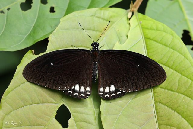 Papilio castor mahadeva