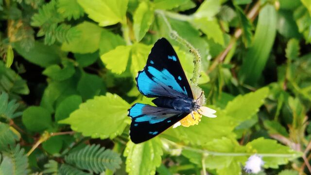 Poritia hewitsoni tavoyana