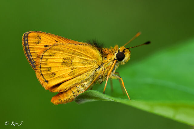 Taractrocera archias quinta