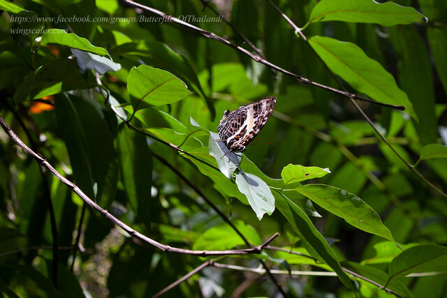 Agatasa calydonia belisama