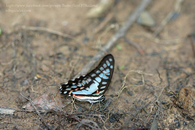 Graphium eurypylus acheron