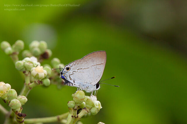 Sinthusa nasaka amba