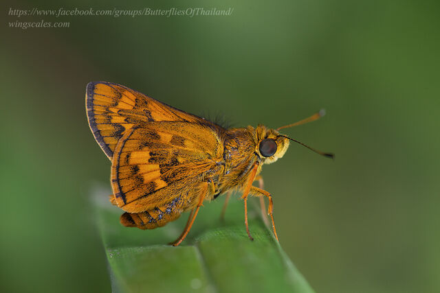 Potanthus serina serina