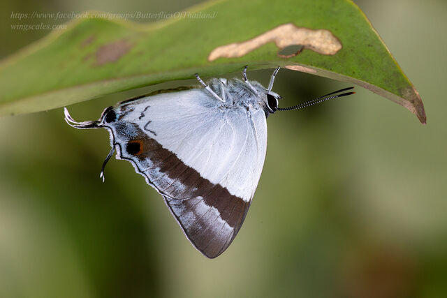 Rachana jalindra indra