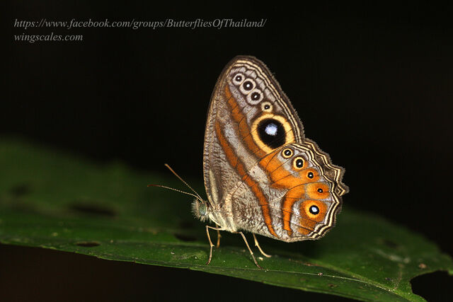 Erites argentina delia