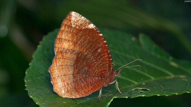 Elymnias hypermnestra violetta