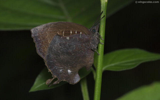 Mahathala ameria ameria