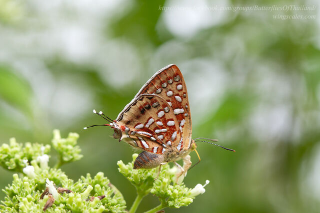Spindasis vixinga davidsoni