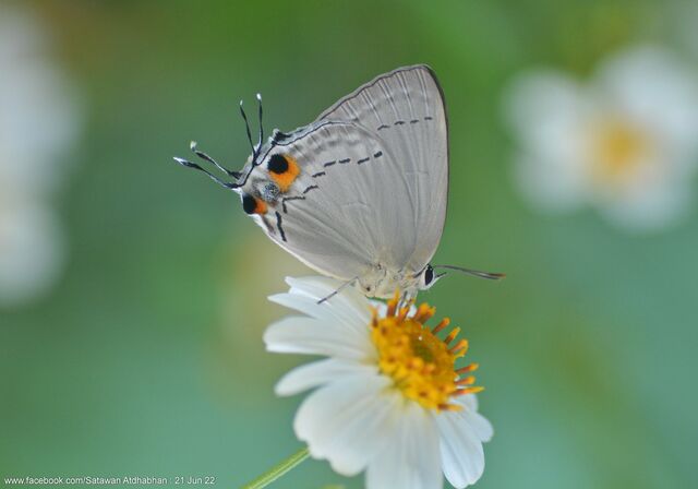 Tajuria cippus cippus