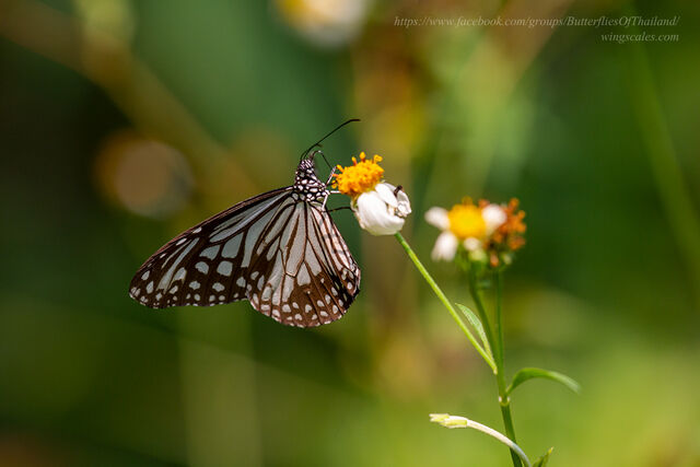 Parantica aglea melanoides