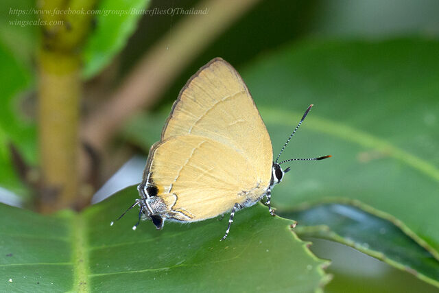 Rapala suffusa suffusa