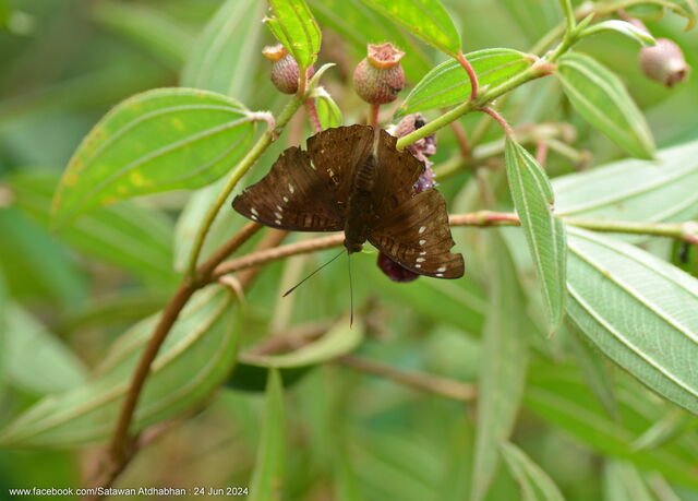 Euthalia tinna paupera