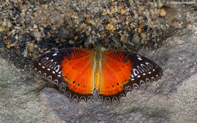 Cethosia biblis biblis