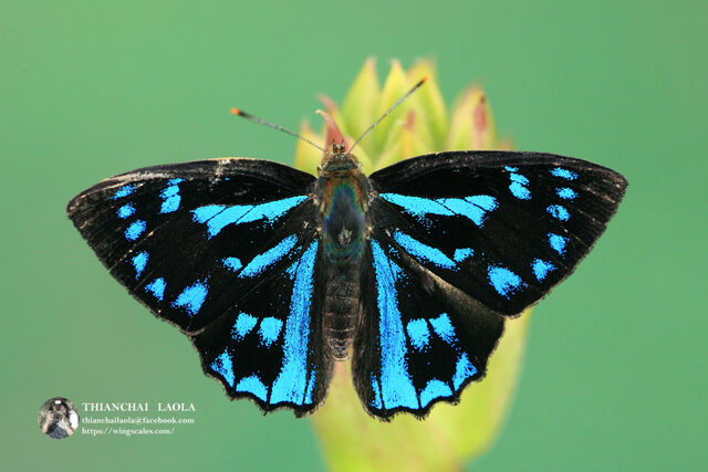 Simiskina phalia potina